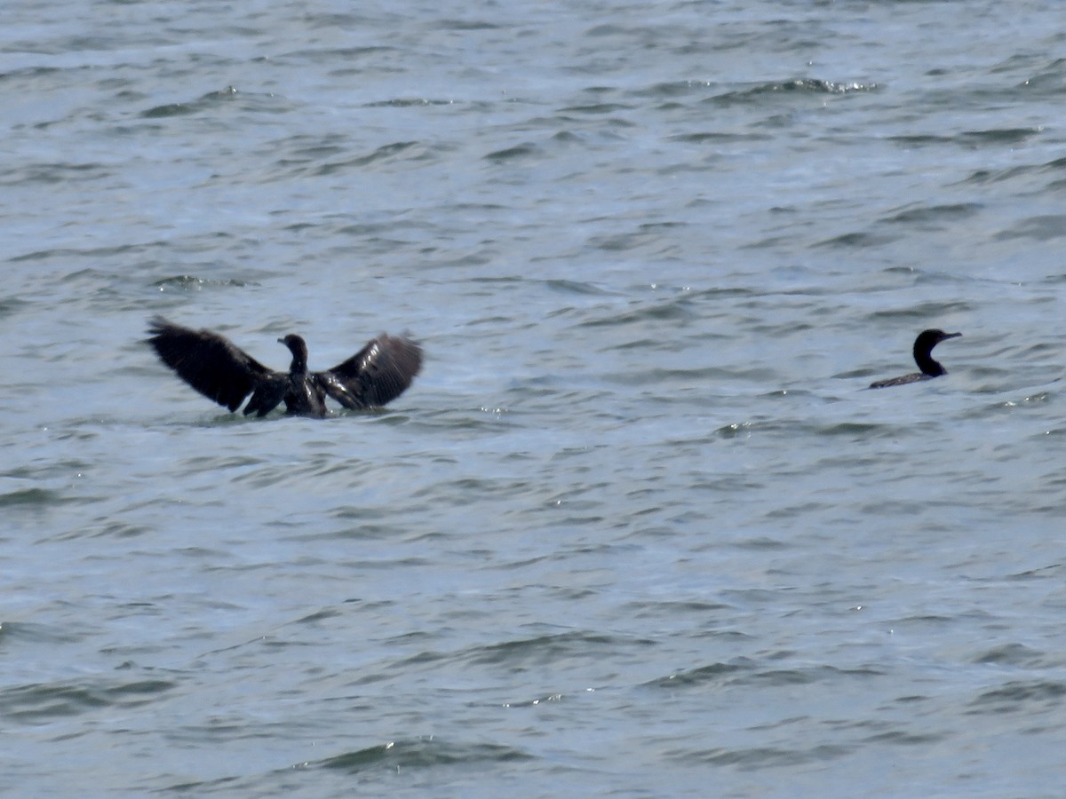 eBird Checklist - 15 Jun 2023 - Pt. Reyes--Limantour Beach - 5 species