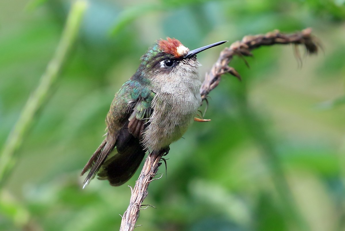 kolibřík čepičatý - ML585594501
