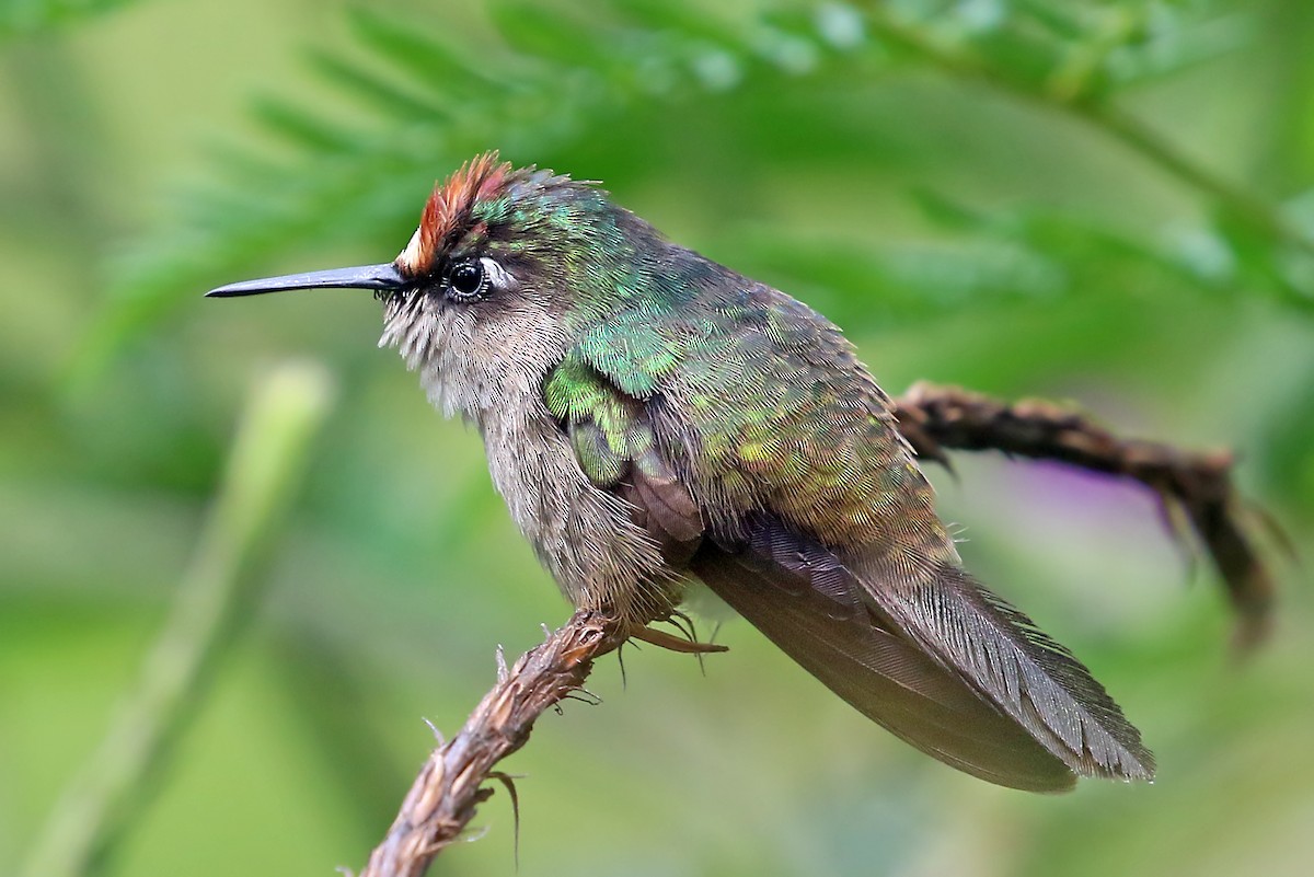 kolibřík čepičatý - ML585594541