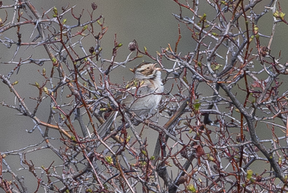 Clay-colored Sparrow - ML585595091