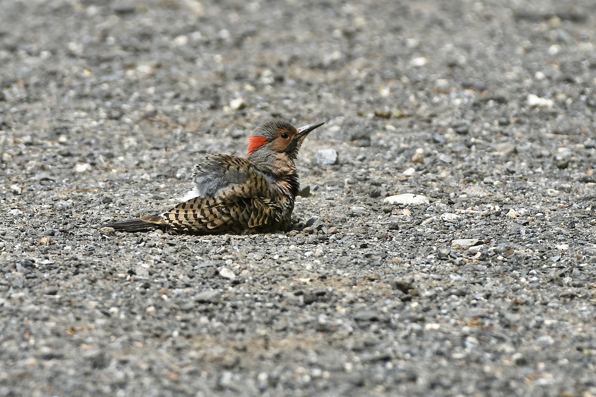 Northern Flicker (Yellow-shafted) - ML585596091
