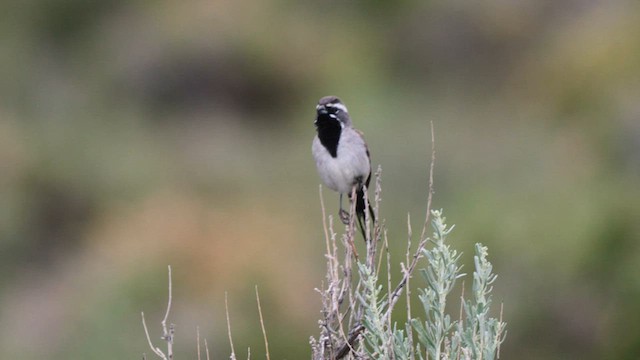 Black-throated Sparrow - ML585602301