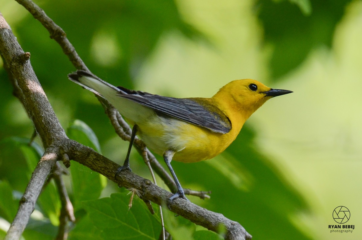 Prothonotary Warbler - ML585603721