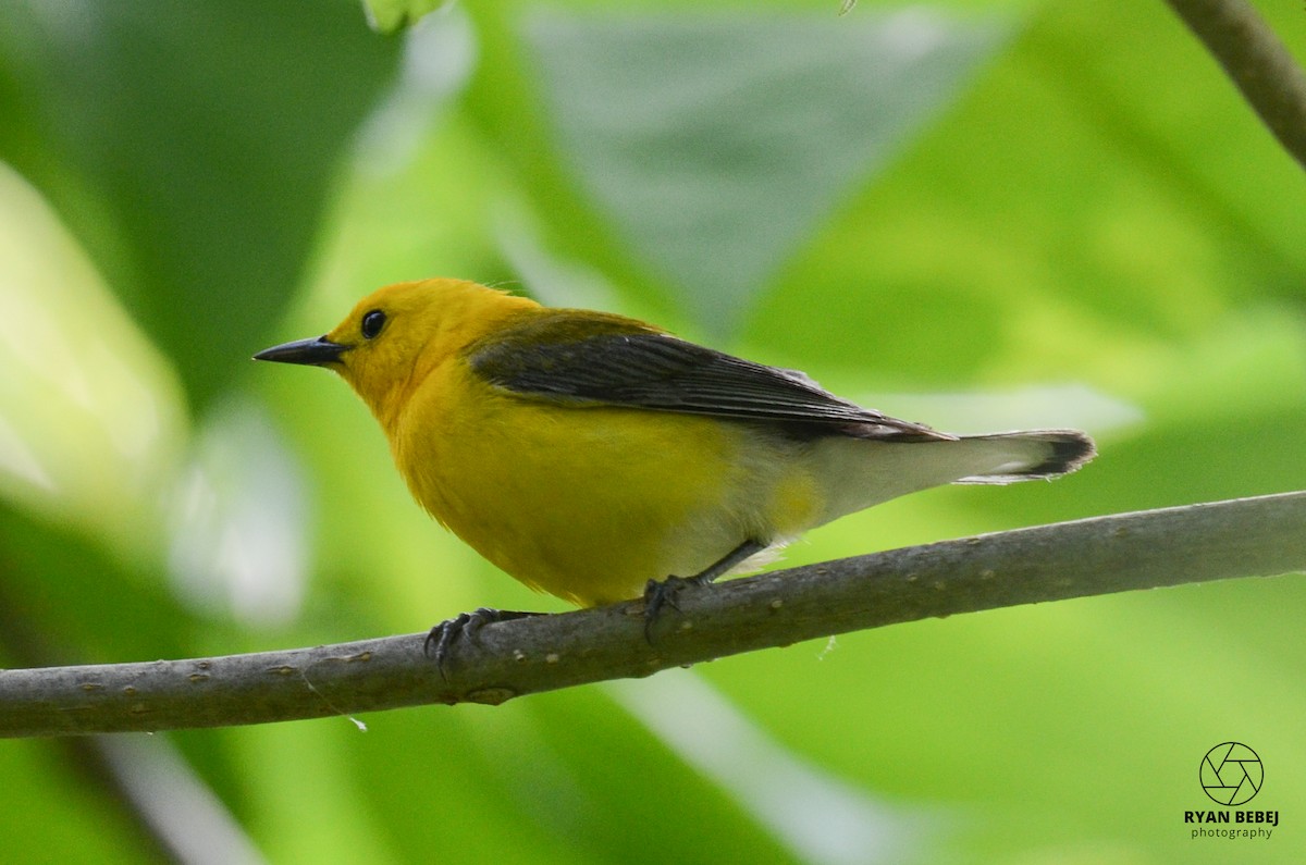 Prothonotary Warbler - ML585603781