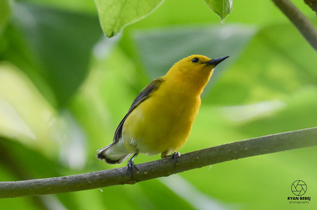 Prothonotary Warbler - ML585603861