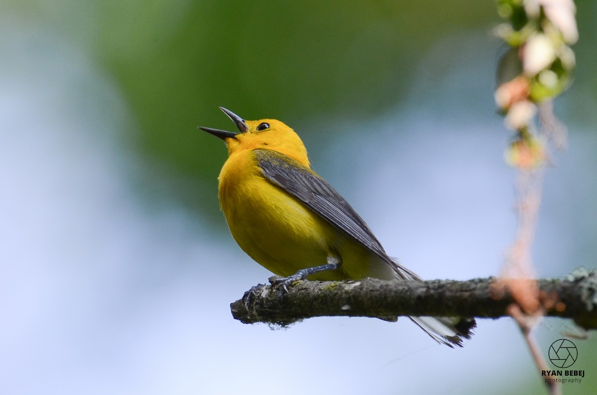 Prothonotary Warbler - ML585604281
