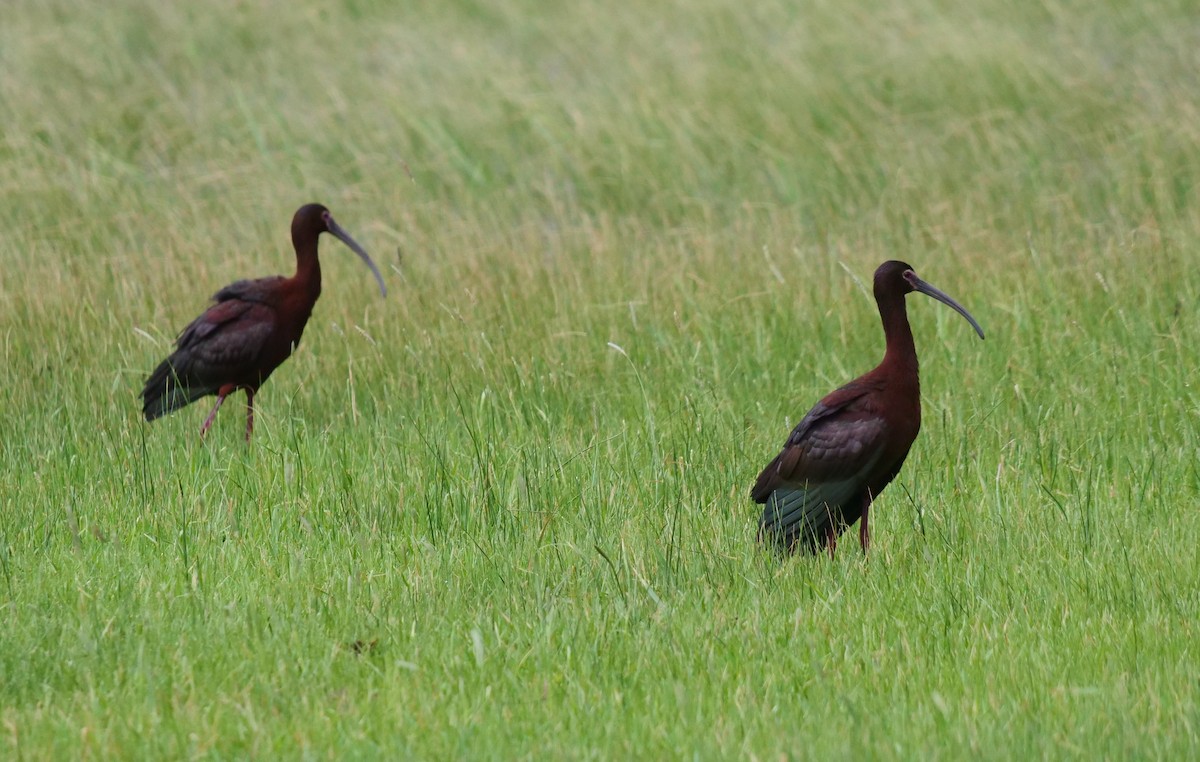 ibis americký - ML585604441