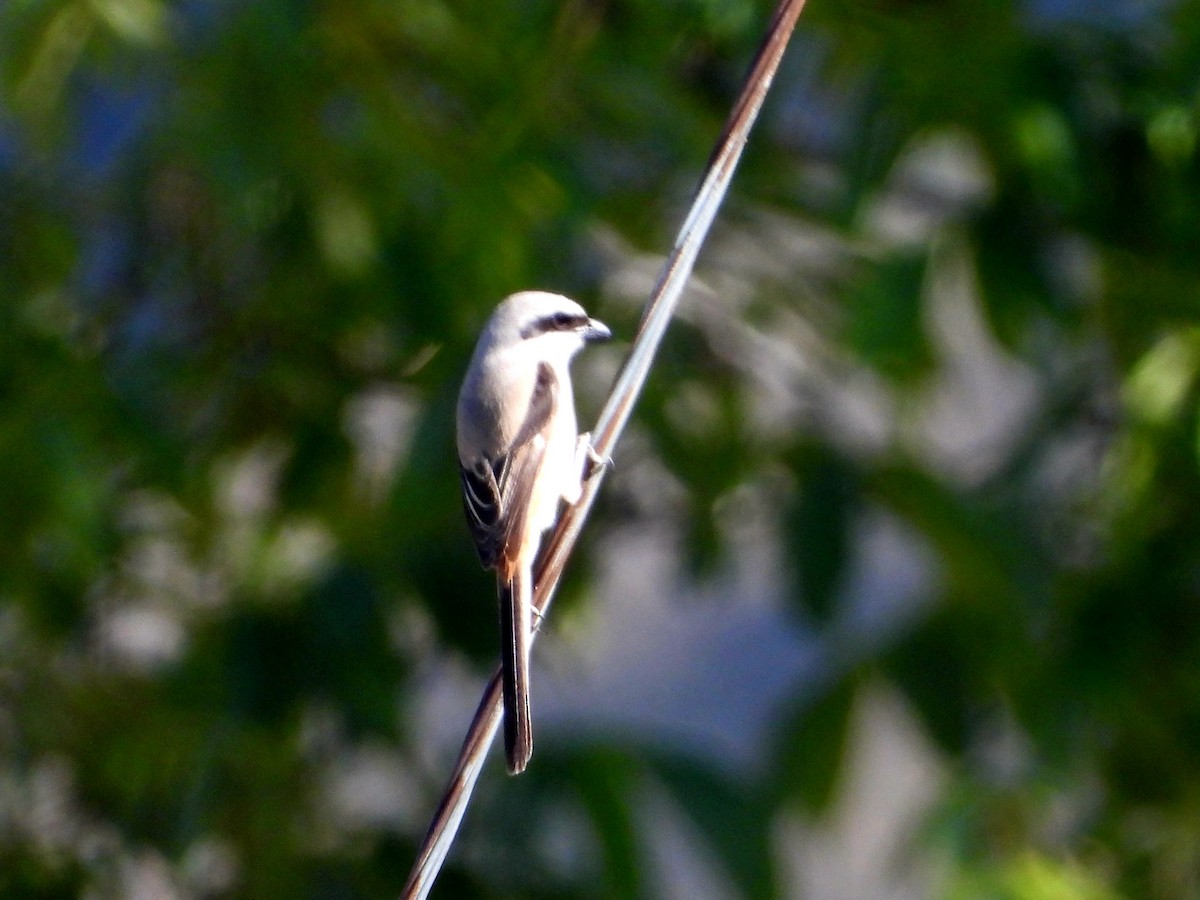 Long-tailed Shrike - Kalpesh Gaitonde