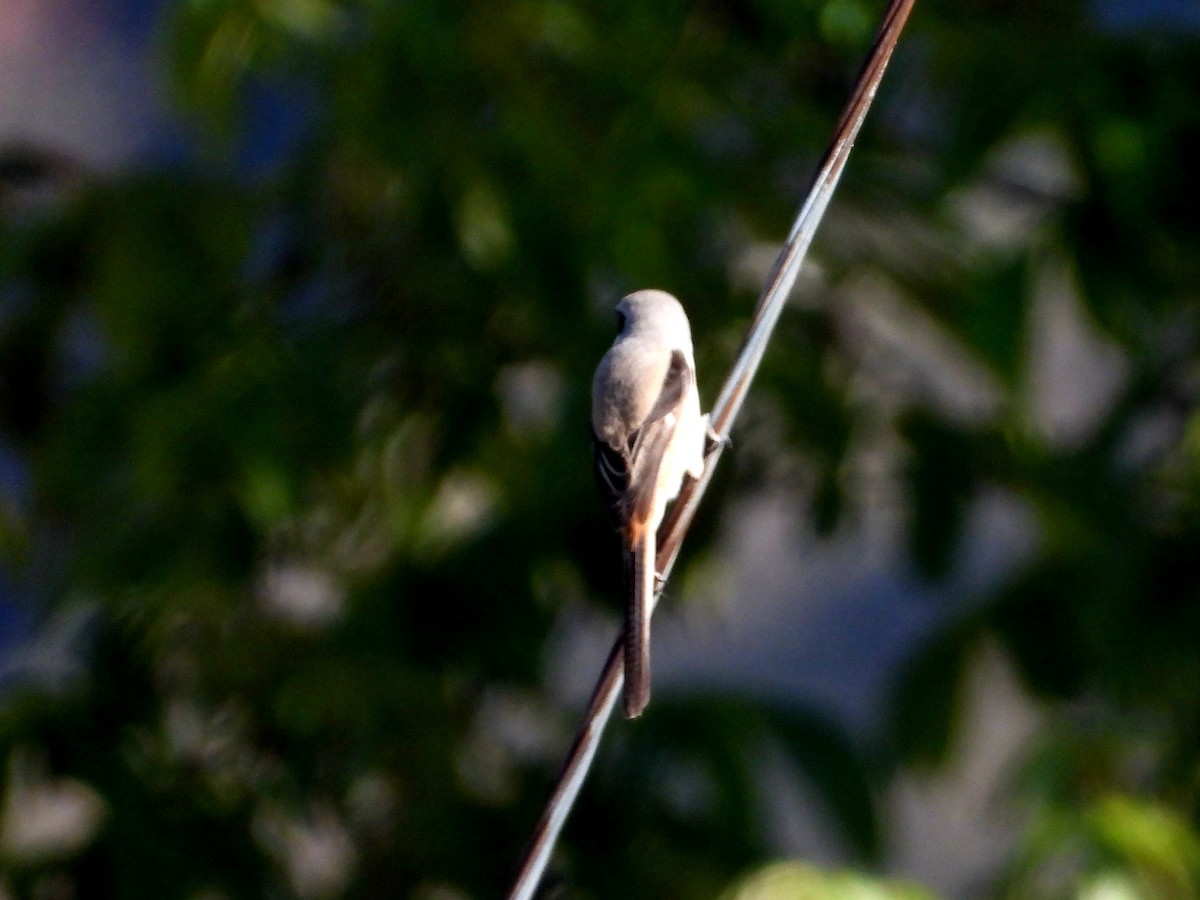 Long-tailed Shrike - ML585604481