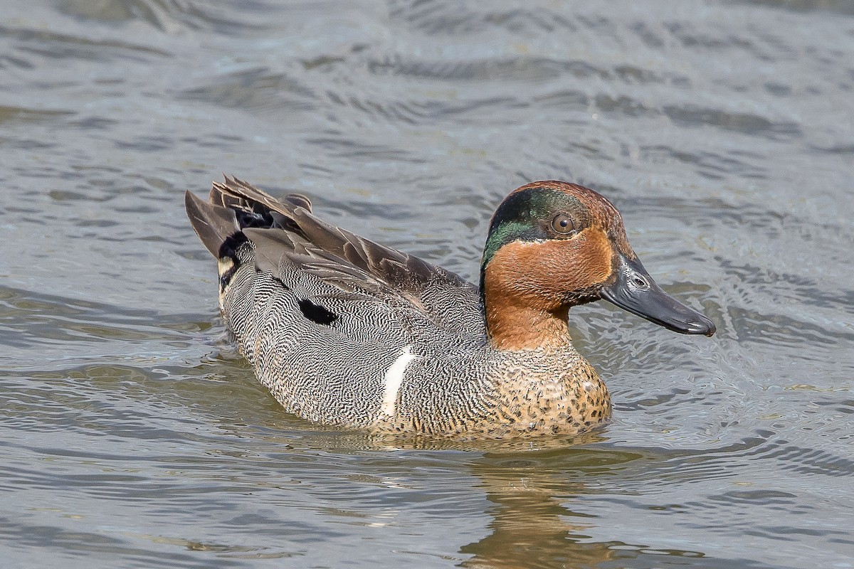 Green-winged Teal - ML585604621