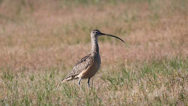 Long-billed Curlew - ML585608201
