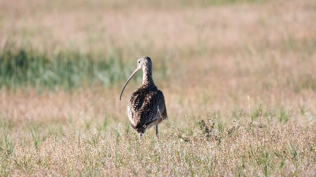Long-billed Curlew - ML585608211