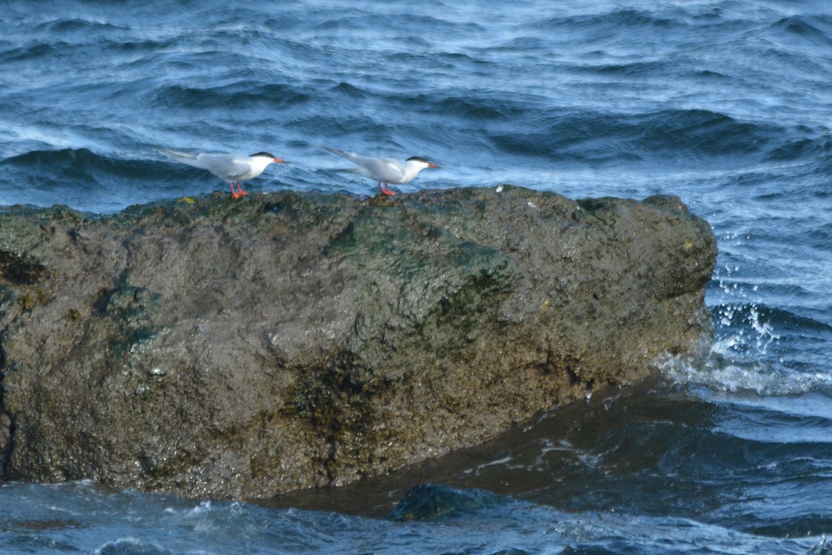 Forster's Tern - Kyle Wilmarth