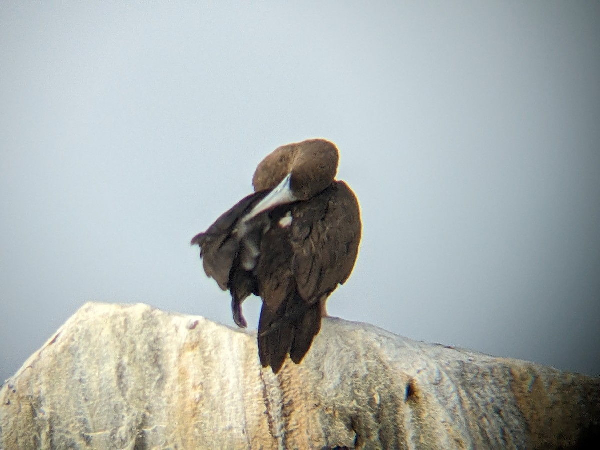 Brown Booby - ML585609761