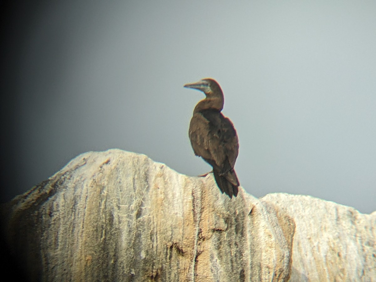 Brown Booby - ML585609791
