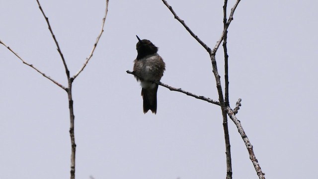 Black-chinned Hummingbird - ML585611241