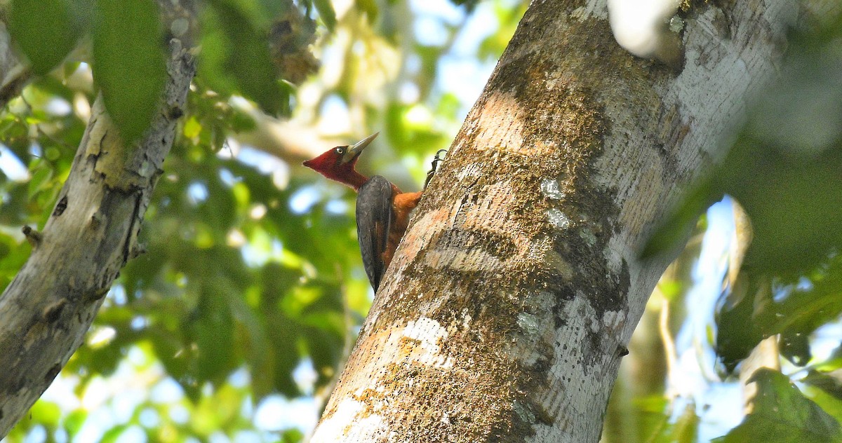 Red-necked Woodpecker - ML585615911