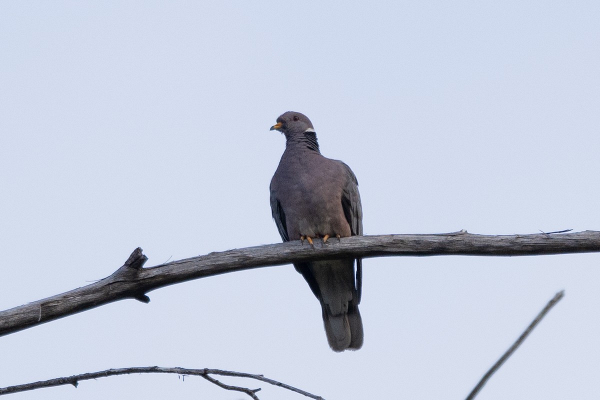 Band-tailed Pigeon - ML585619631