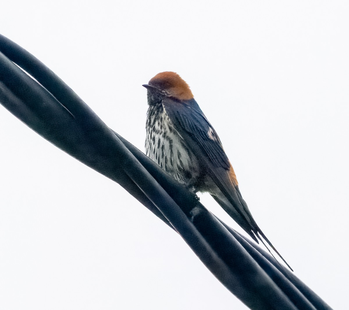 Lesser Striped Swallow - ML585623131