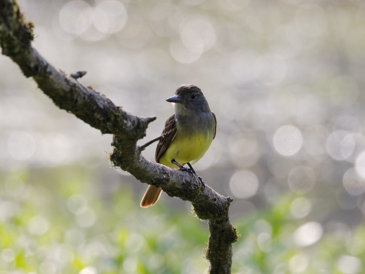 Great Crested Flycatcher - ML585625191