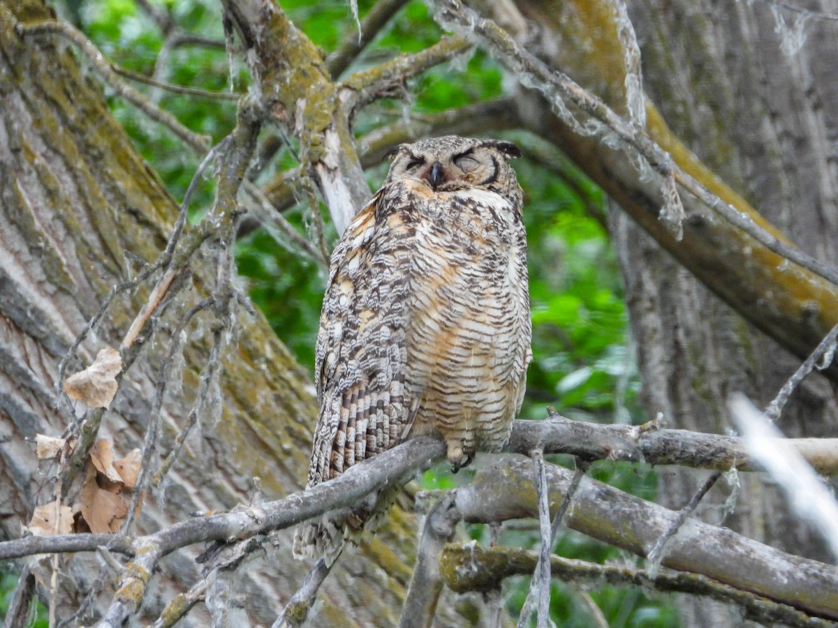 Great Horned Owl - ML585630591