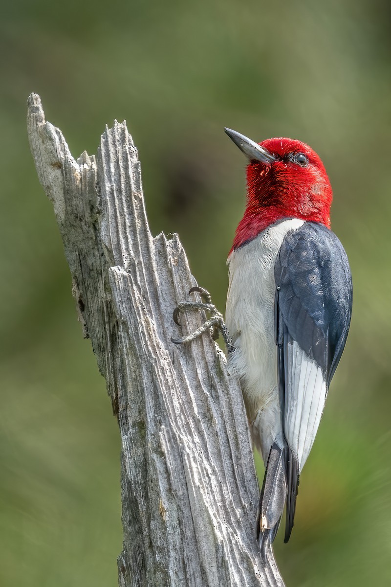 Red-headed Woodpecker - ML585630721