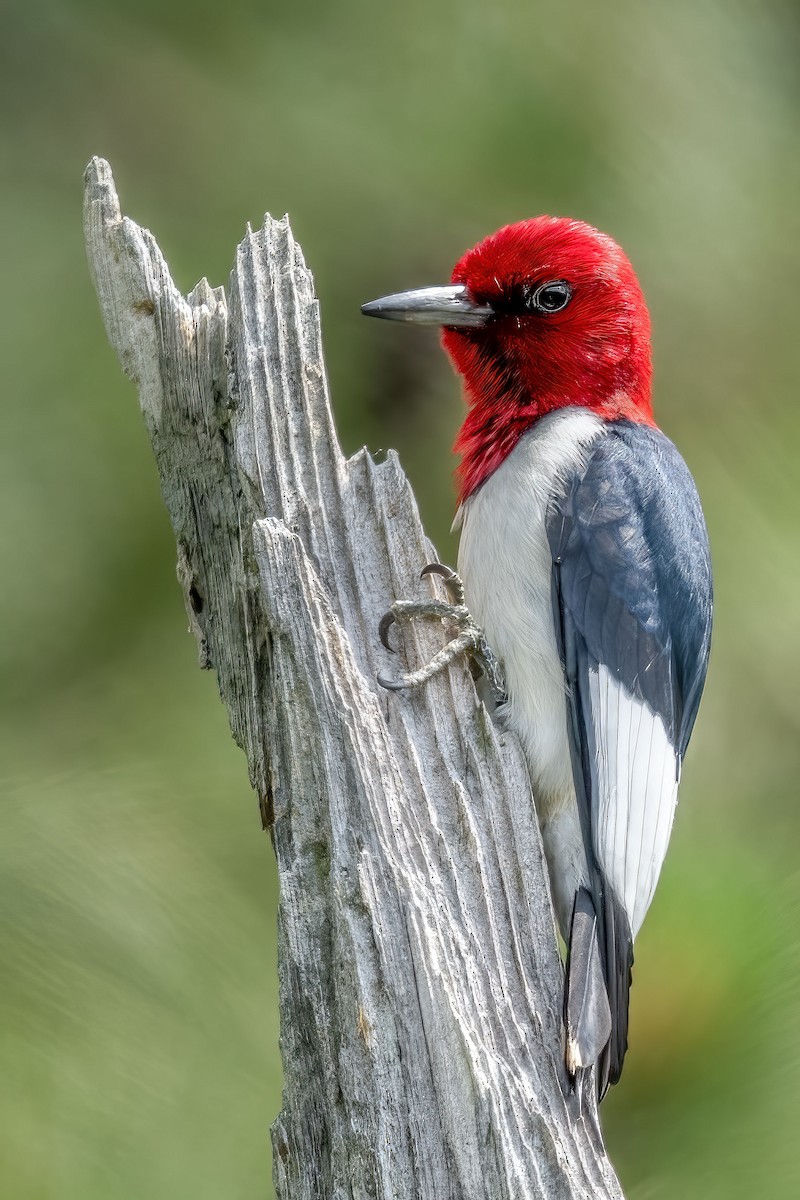 Red-headed Woodpecker - ML585630731