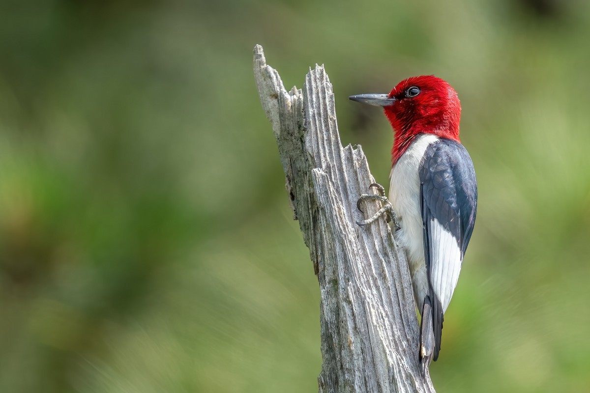 Red-headed Woodpecker - ML585630741