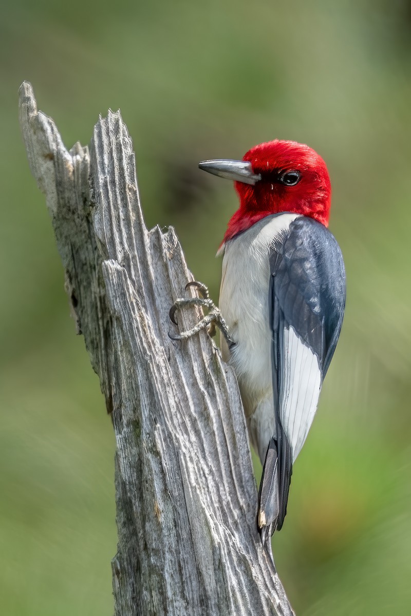Red-headed Woodpecker - ML585630751
