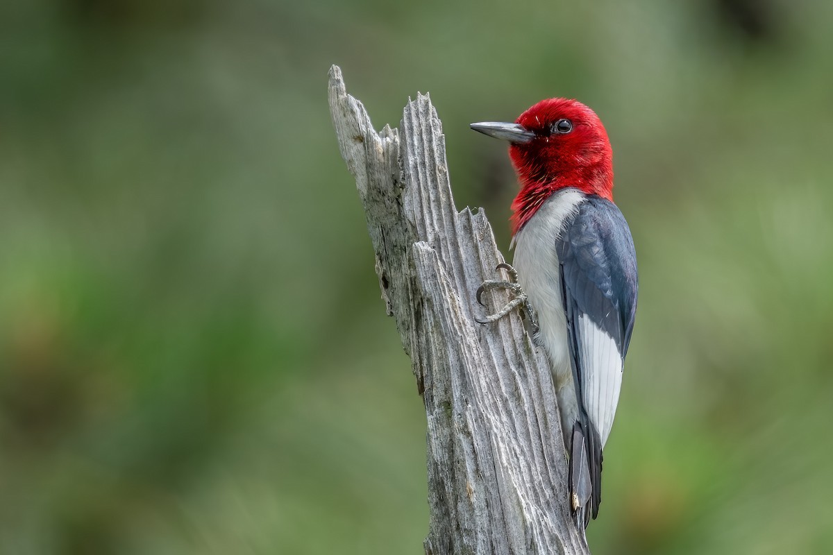 Red-headed Woodpecker - ML585630781