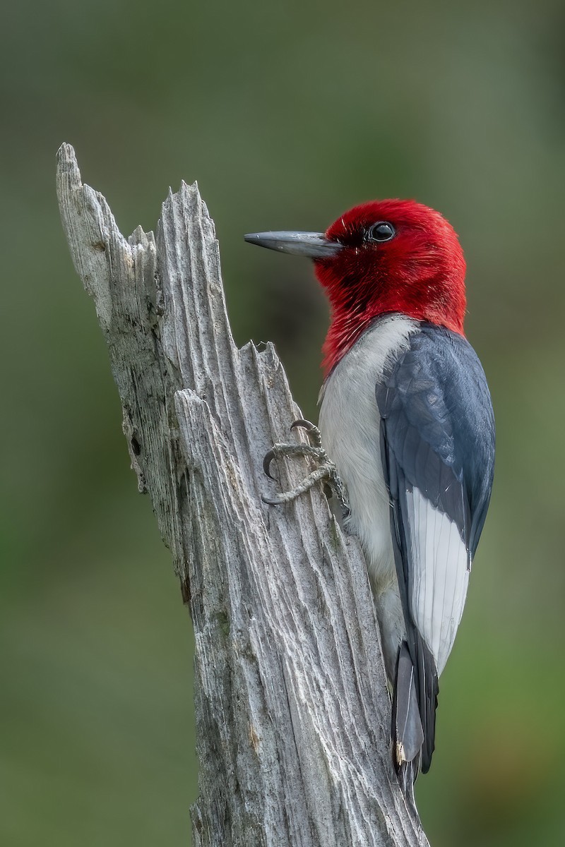 Red-headed Woodpecker - ML585630791