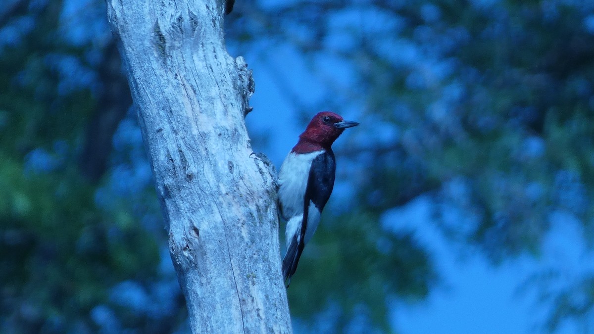 Red-headed Woodpecker - ML585633841