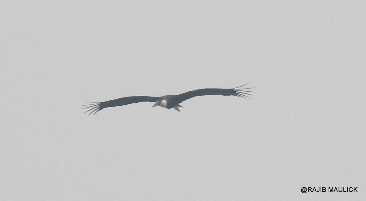 Asian Woolly-necked Stork - ML58563791