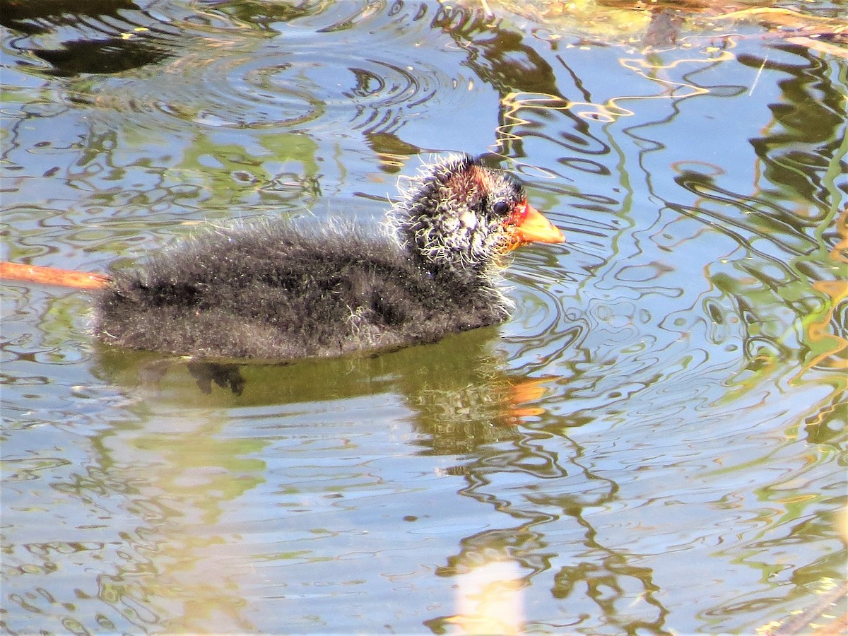 American Coot (Red-shielded) - ML58563861