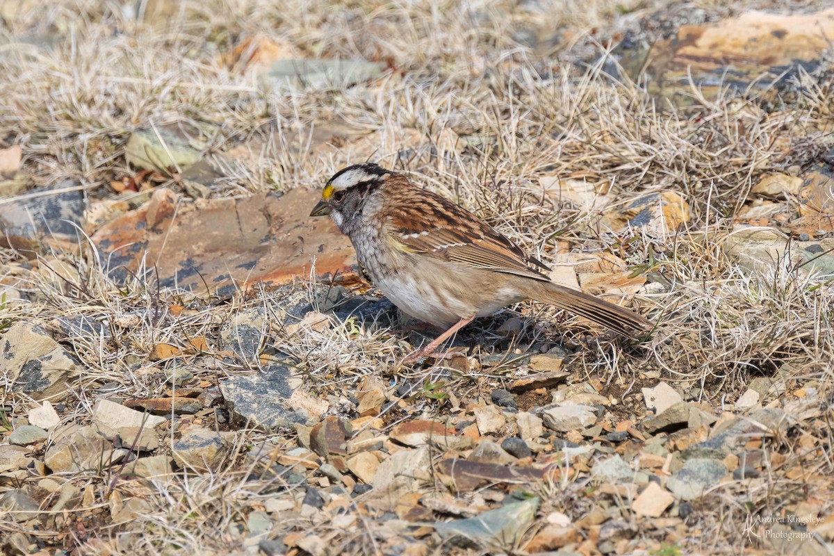 White-throated Sparrow - ML585646621