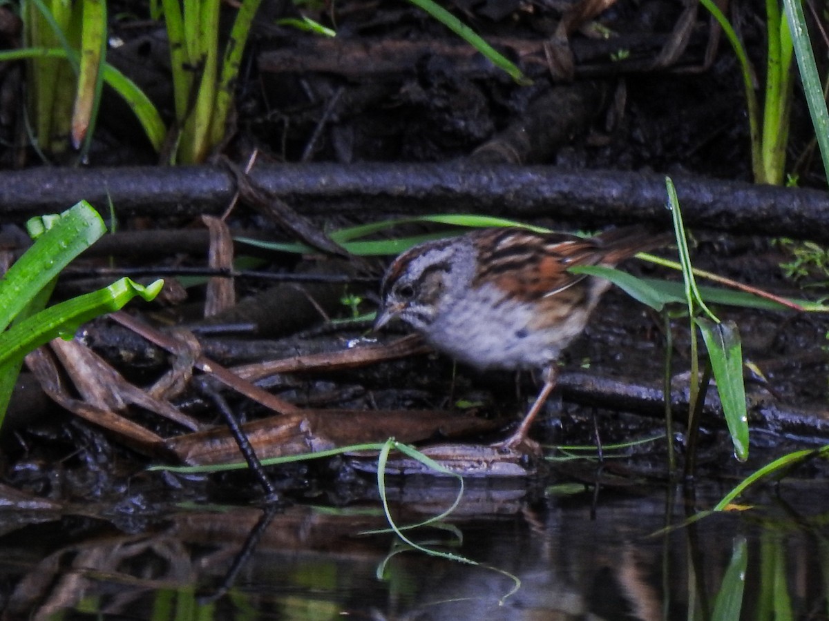 Swamp Sparrow - Betsy McCully