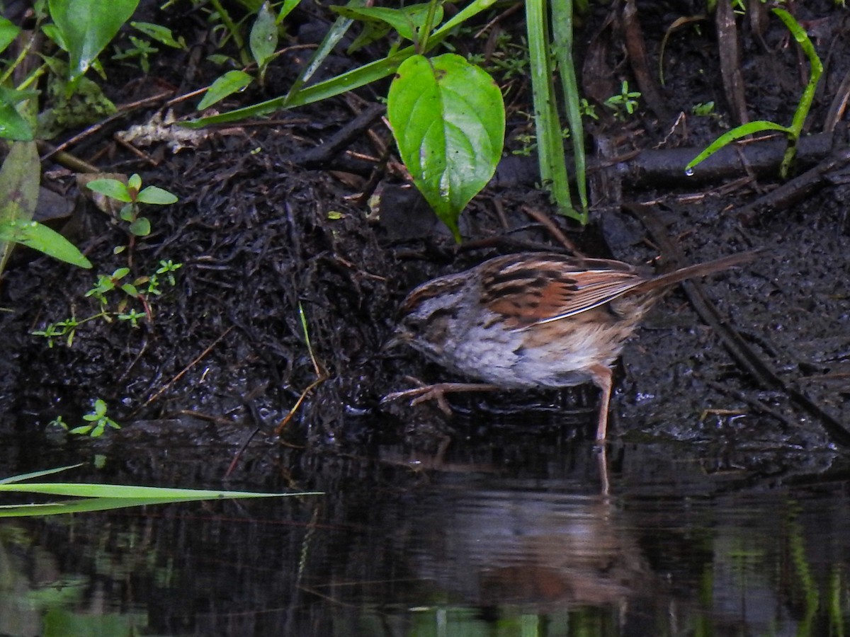 Swamp Sparrow - Betsy McCully