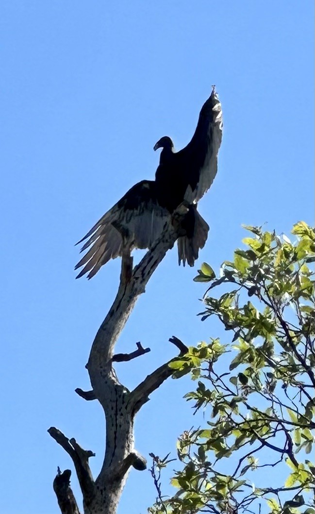 Turkey Vulture - ML585648541