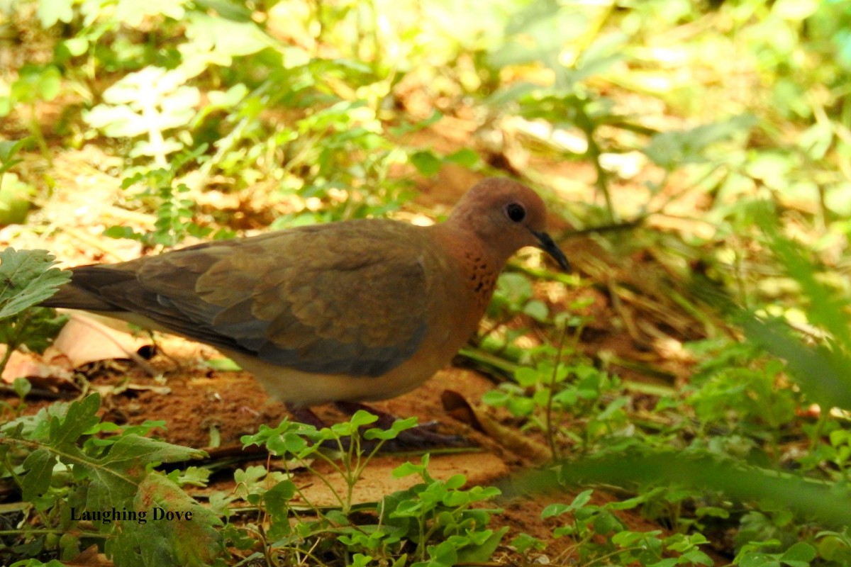 Laughing Dove - ML58565001