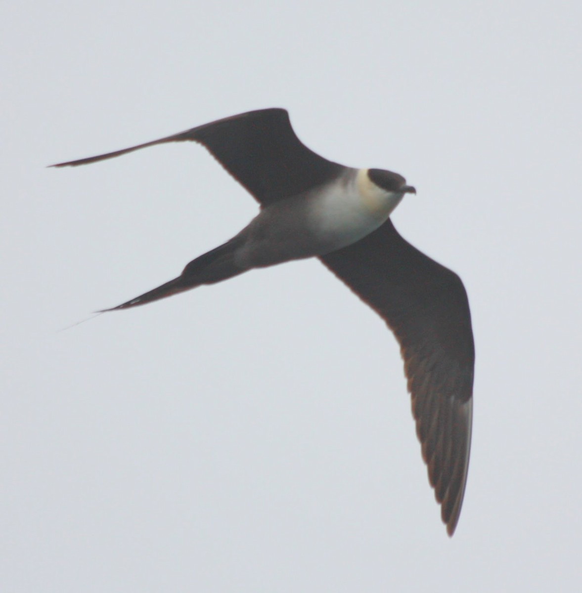 Long-tailed Jaeger - ML585650701