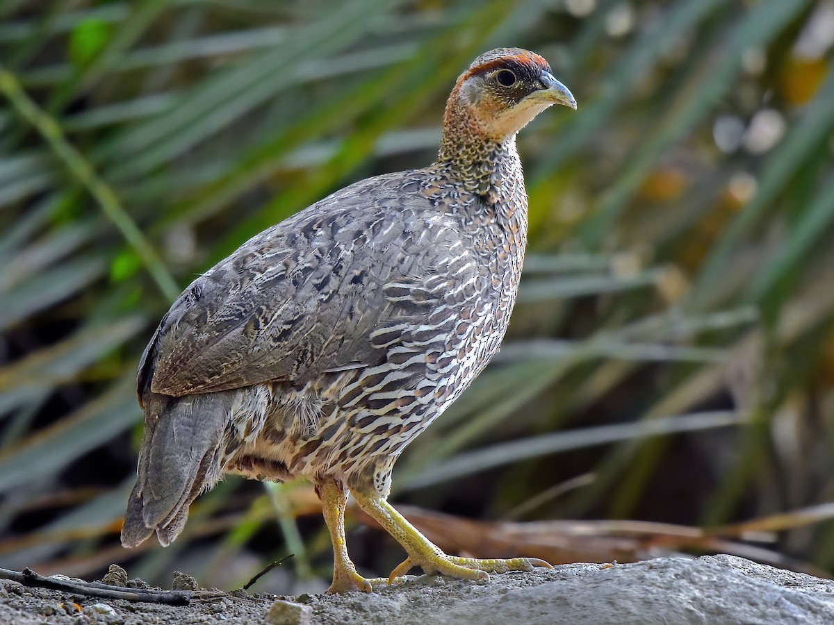 Djibouti Spurfowl - Pternistis ochropectus - Birds of the World