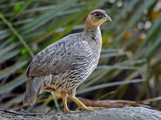  - Djibouti Spurfowl