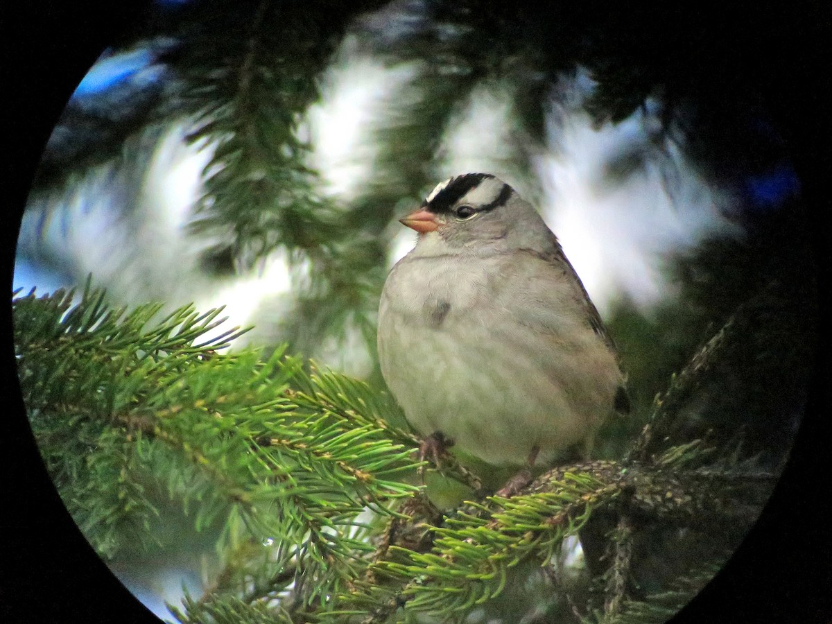 White-crowned Sparrow - ML58565421