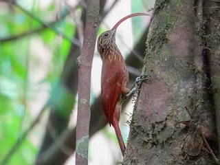  - Curve-billed Scythebill