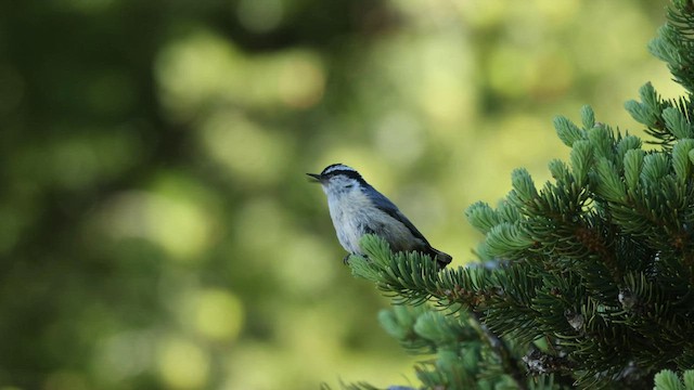 Red-breasted Nuthatch - ML585660061