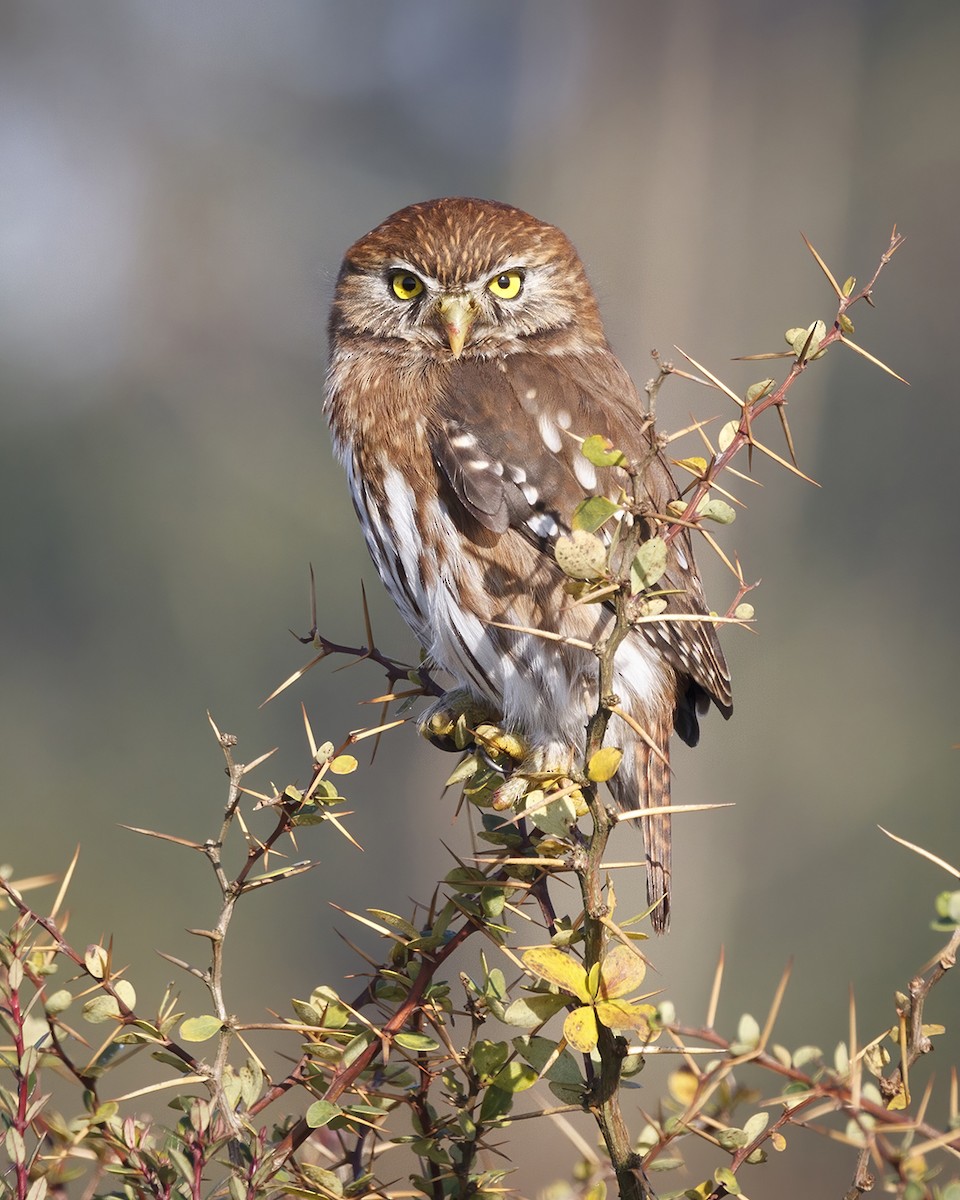 Austral Pygmy-Owl - ML585661831