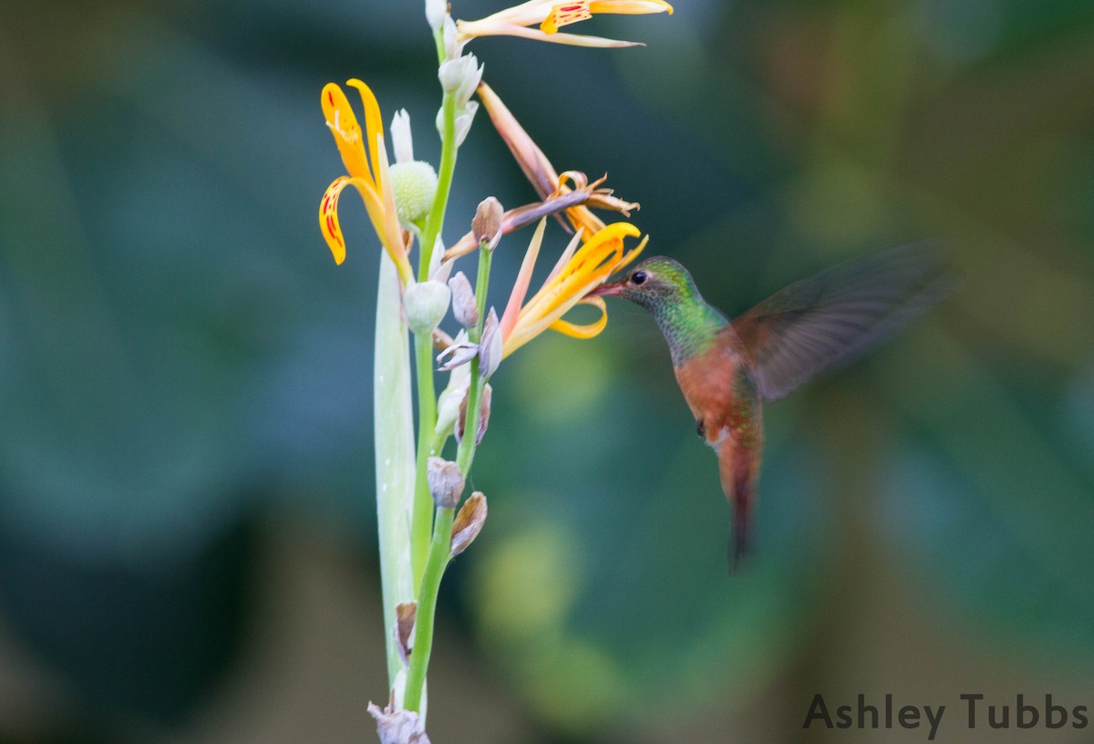 Buff-bellied Hummingbird - Ashley Wahlberg (Tubbs)