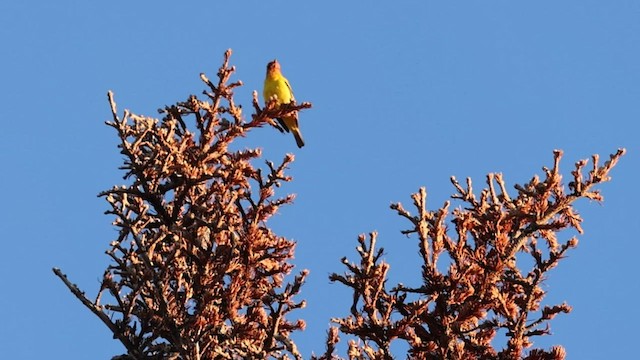 Western Tanager - ML585668641