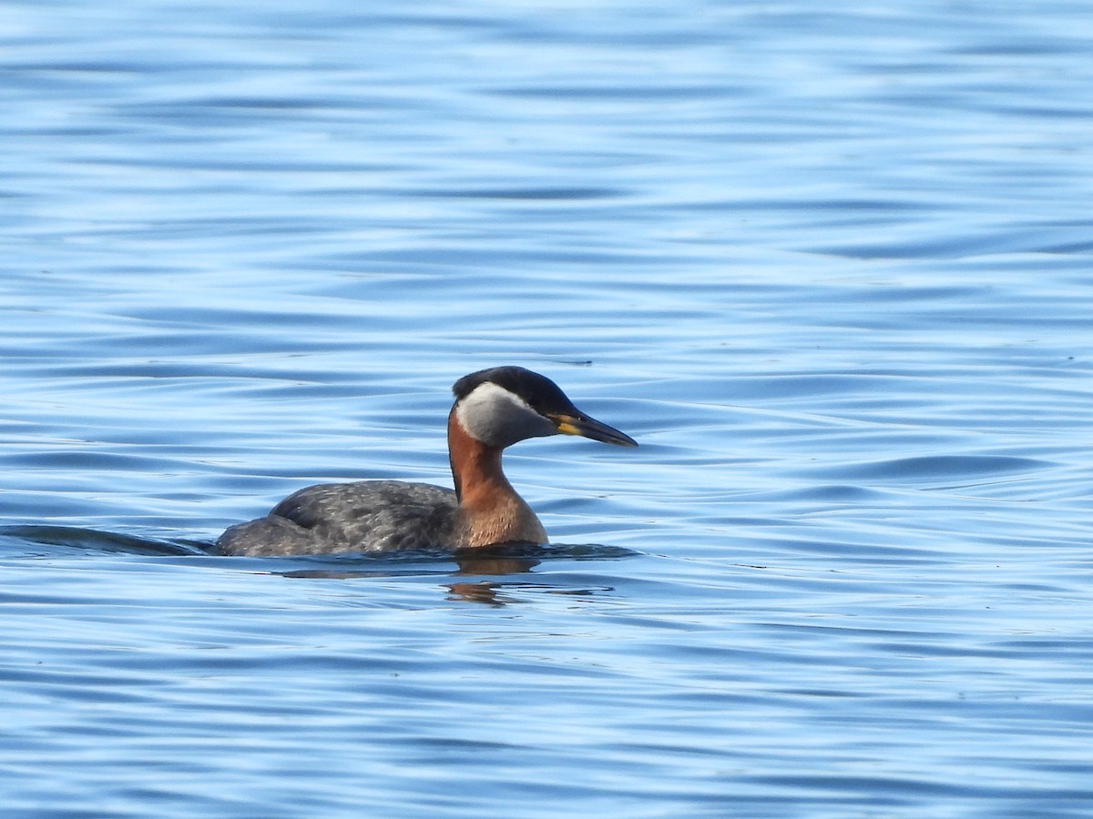 Red-necked Grebe - ML585669961