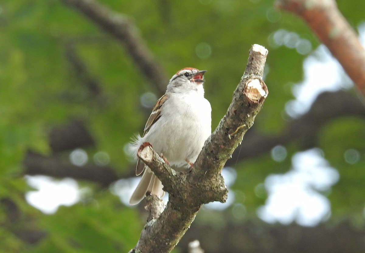 Chipping Sparrow - ML585672821